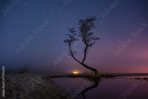 Lonely tree in the lake at night with starry sky