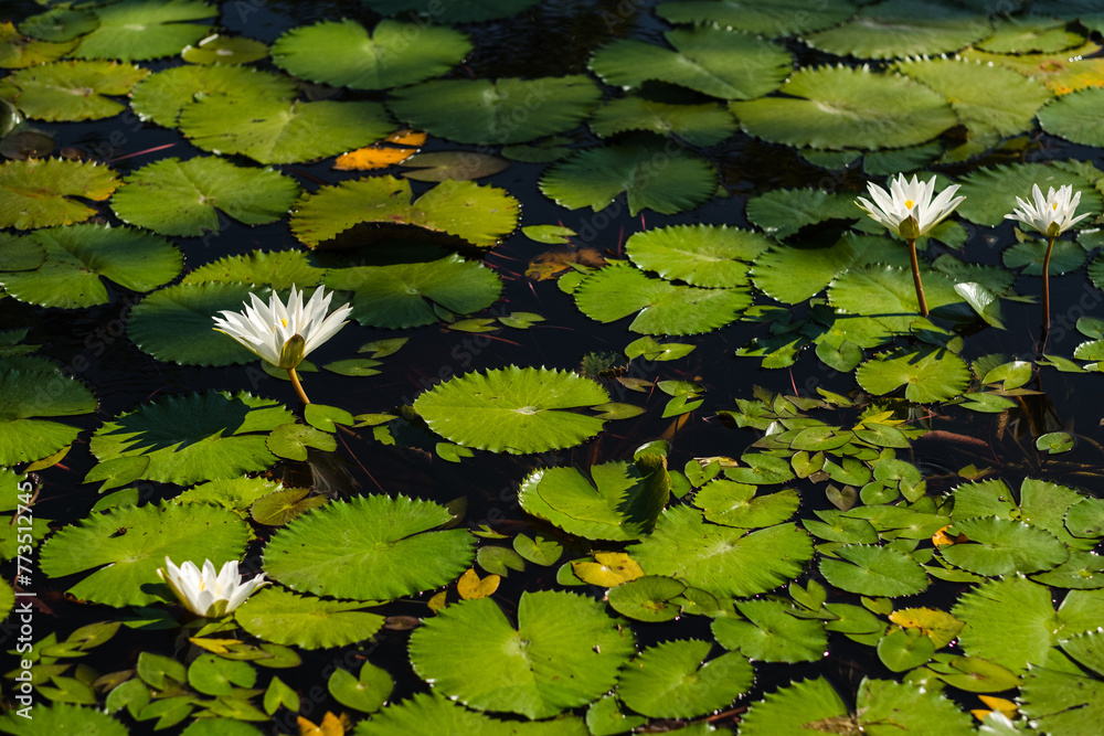 Beautiful, fragrant lily flowers on the water with green leaves, top view. Beautiful, fragrant lily flowers on the water with green leaves, top view.