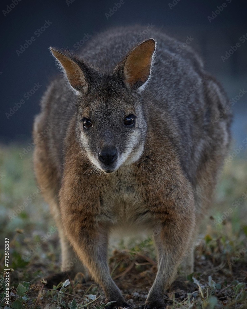 The tammar wallaby, also known as the dama wallaby or darma wallaby, is a small macropod native to South and Western Australia.