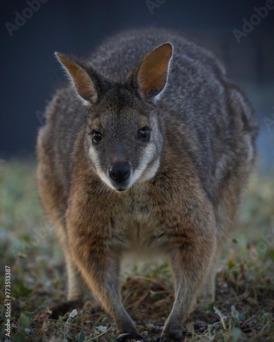 The tammar wallaby, also known as the dama wallaby or darma wallaby, is a small macropod native to South and Western Australia.