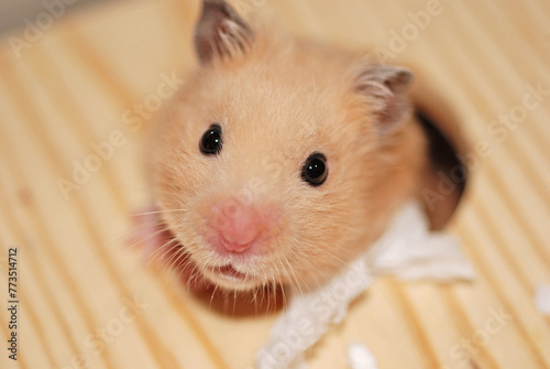 Golden hamster peeking out from his wooden house