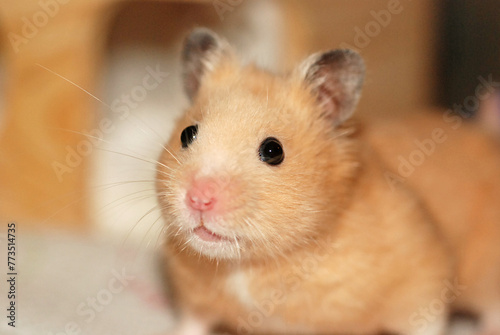 Cream colored Golden hamster's curious face