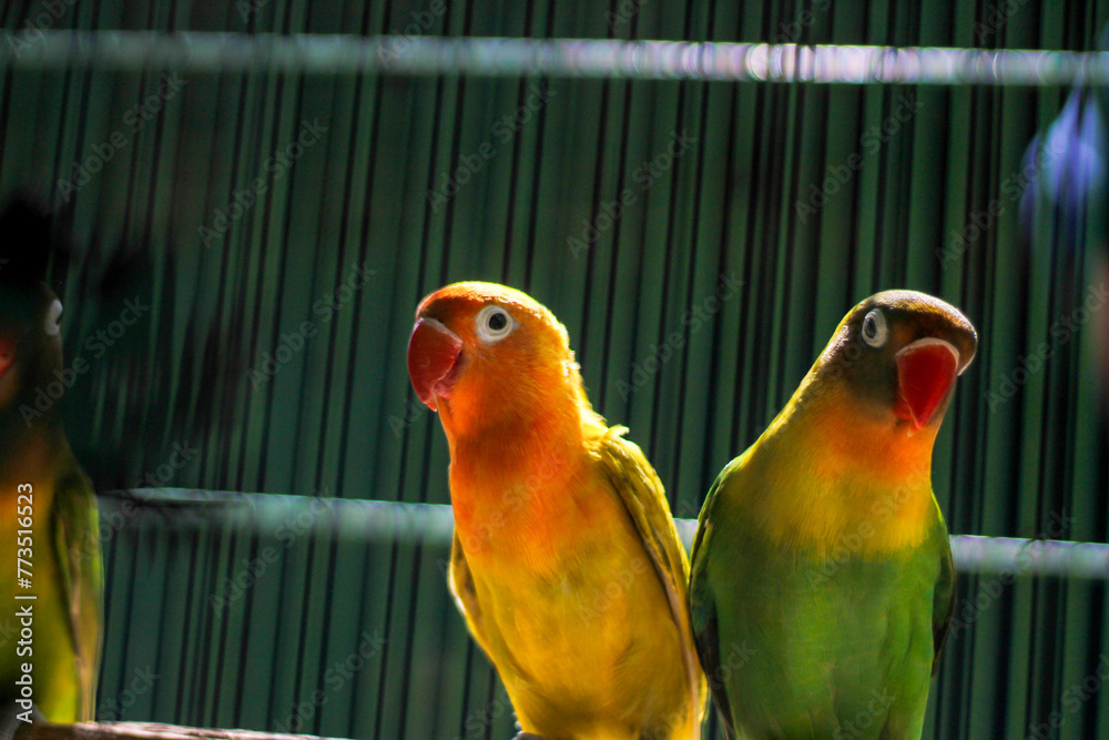 Fototapeta premium lovebird in a cage at the animal market