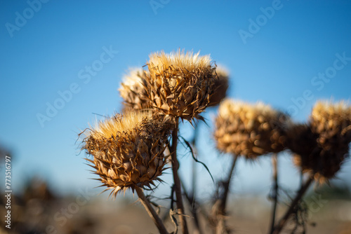 close up of three dried thistle flowers photo