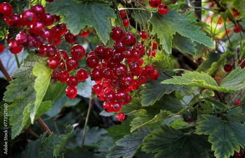 Red currant berries on a bush in the garden on a sunny day