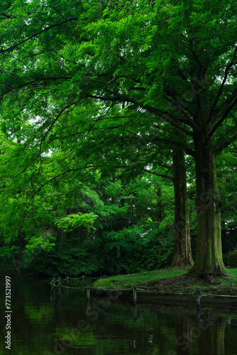 Fresh Greenery in Expo'70 Commemorative Park (万博記念公園) 