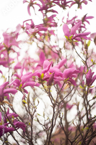 Magnolie flowers during spring