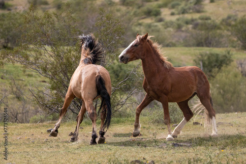 Bay and buckskin wild horse stallions fighting in the springtime desert in the Salt River area near Mesa Arizona United States