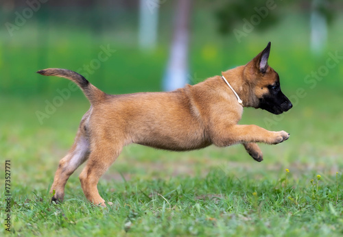 Canvas Print Funny belgian shepherd malinois puppy running in the garden
