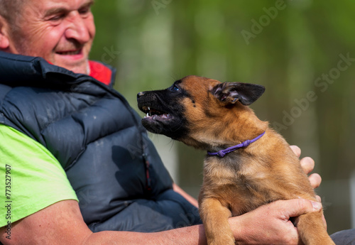 Portrait of a man with a belgian shepherd malinois puppy