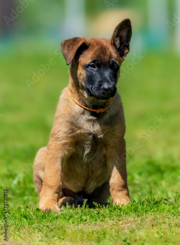 Belgian shepherd malinois puppy portrait