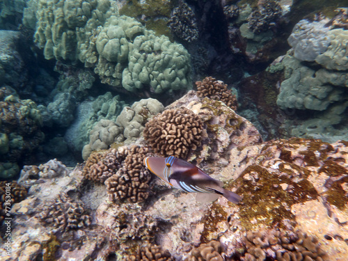 Hawaiian Underwater Beauty: The Humuhumunukunukuapua’a