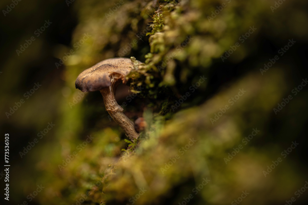 fungi mushroom 