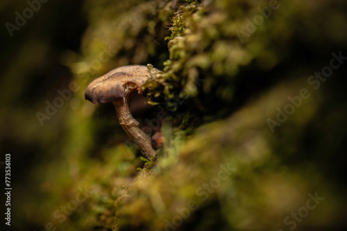 fungi mushroom  © Santiago
