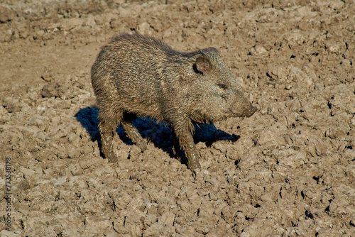 Collared peccary animal in profile in the wild. The scientific name of the animal is Dicotyles tajacu. photo