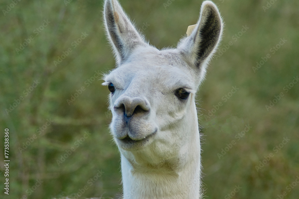 Portrait of a Peruvian alpaca animal with out-of-focus background. The animal is looking in profile. Scientific name Lama guanicoe glama Portrait of a Peruvian alpaca animal with out-of-focus background. The animal is looking in profile. Scientific name Lama guanicoe glama