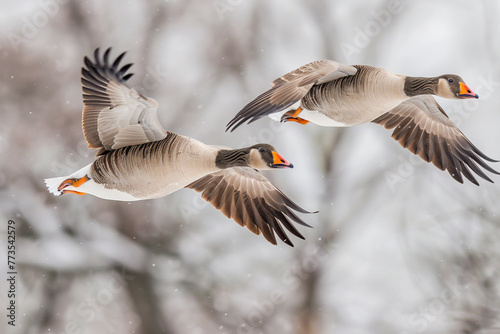 Above the nature reserve, birds. Flying greylag geese. photo