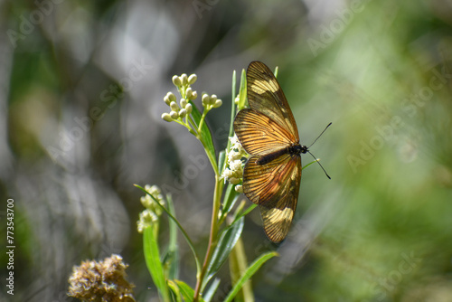 Actinote pellenea butterfly, in spanish called perezosa comun
