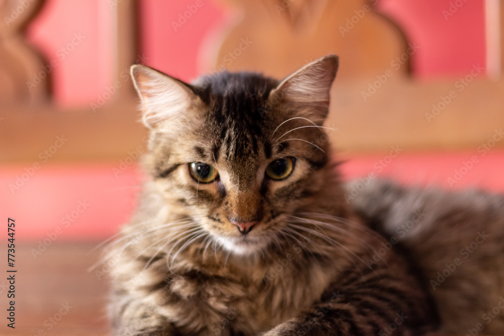 Portrait of siberian cat, breed of siberian cat