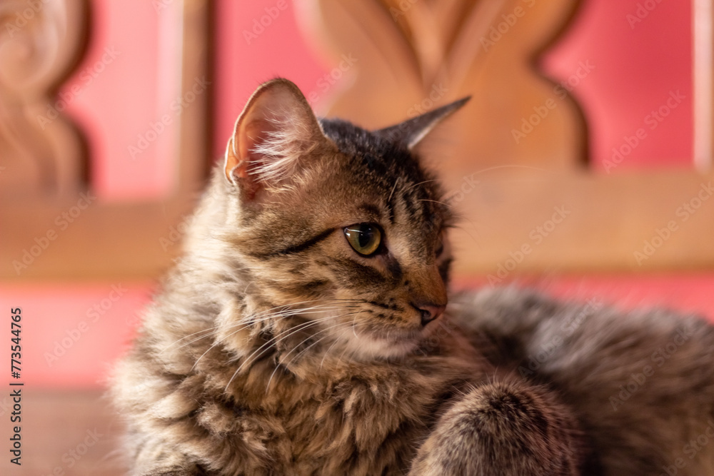 Portrait of siberian cat, breed of siberian cat Portrait of siberian cat, breed of siberian cat