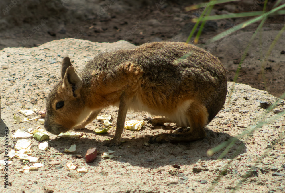 Fototapeta premium Mara Patagónica