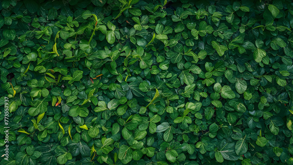 Obraz premium green leaves background