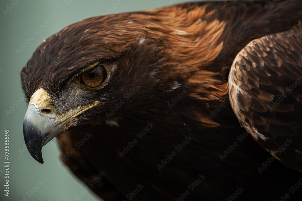 Obraz premium Golden Eagle
