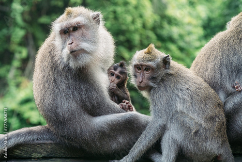 Monkies in the Monkey Forest  Ubud  Bali  Indonesia.