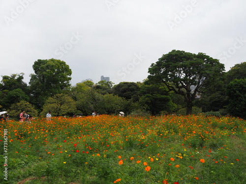  the beautiful cosmos garden in hama-rikyu gardens, tokyo, JAPAN photo