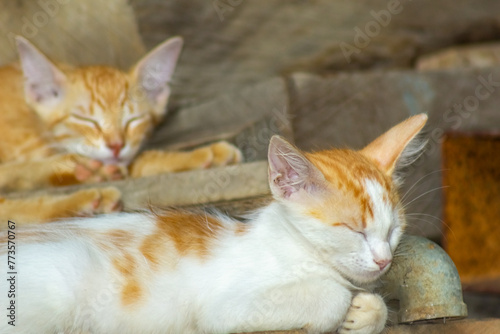 Cute orange and white kitten sleeping on the floor, selective focus