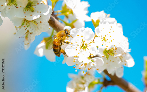 bee on a flower