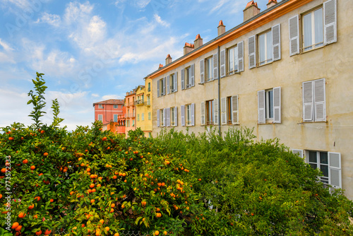 Orange trees full of fruit alongside the traditional colorful buildings of Menton, France, along the Cote d'Azur French Riviera.