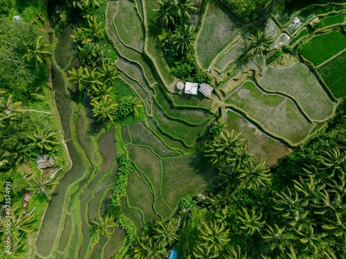 The Tegallalang Rice Fields near Ubud, Bali, Indonesia.