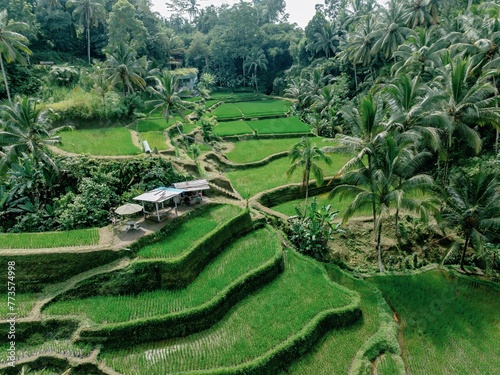 The Tegallalang Rice Fields near Ubud, Bali, Indonesia. photo