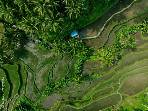 The Tegallalang Rice Fields near Ubud, Bali, Indonesia. photo