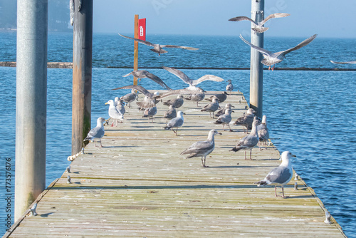Seagulls on a dock