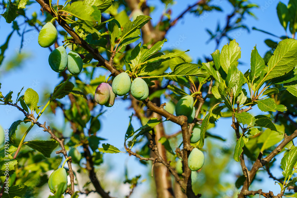 A tree with green leaves and plums hanging from it