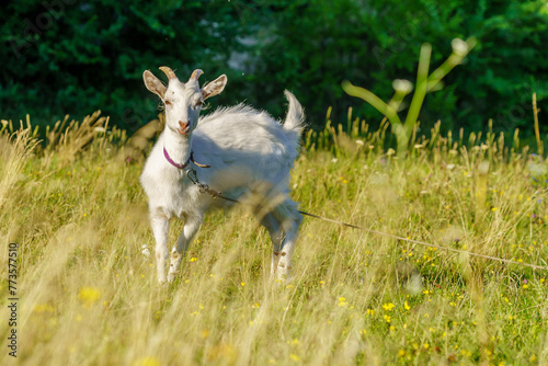 A white goat standing in a field of tall grass
