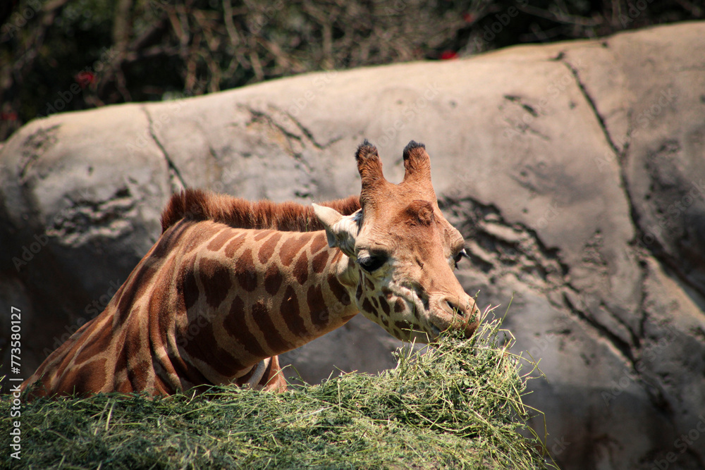 Obraz premium jirafa