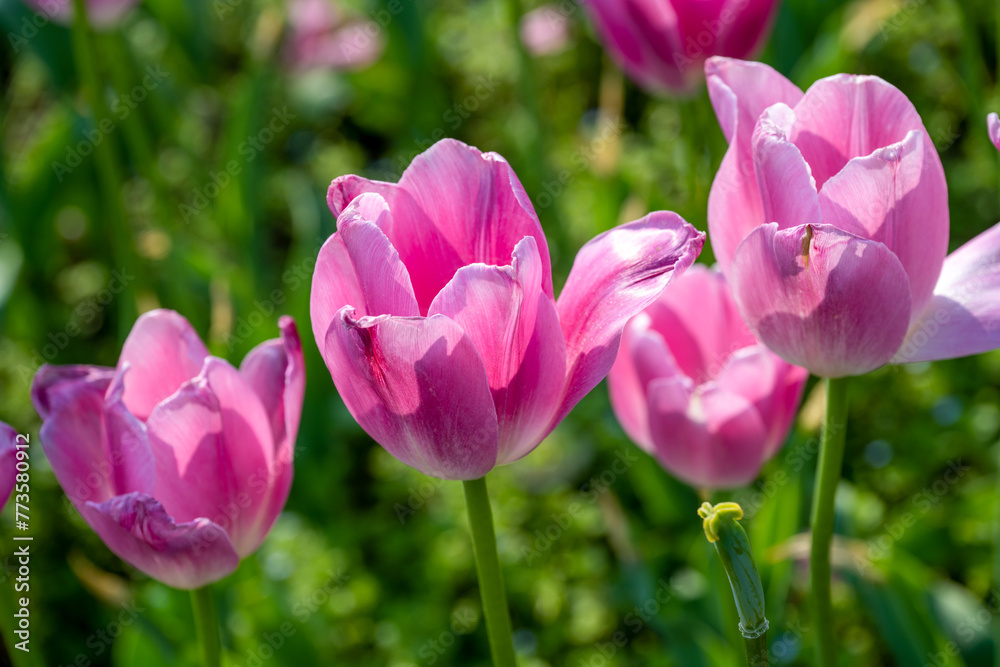 Tulips in Changsha Botanical Garden, Hunan Province Tulips in Changsha Botanical Garden, Hunan Province