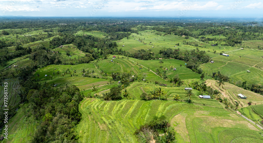 Aerial: Fields of rice in the Jatiluwih Rice Terraces, Jatiluwih, Bali, Indonesia.