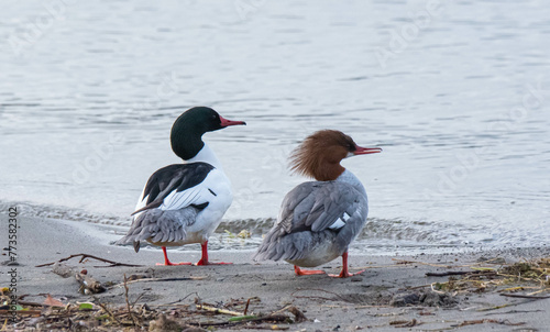 Common Merganser Couple