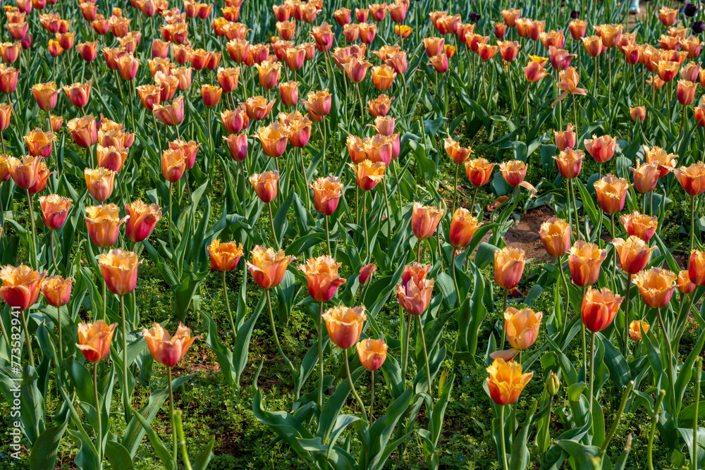 Tulips in Changsha Botanical Garden, Hunan Province Tulips in Changsha Botanical Garden, Hunan Province