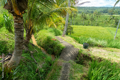 Fields of the Jatiluwih Rice Terraces, Jatiluwih, Bali, Indonesia. photo