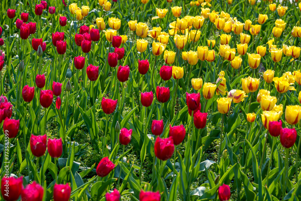Tulips in Changsha Botanical Garden, Hunan Province Tulips in Changsha Botanical Garden, Hunan Province