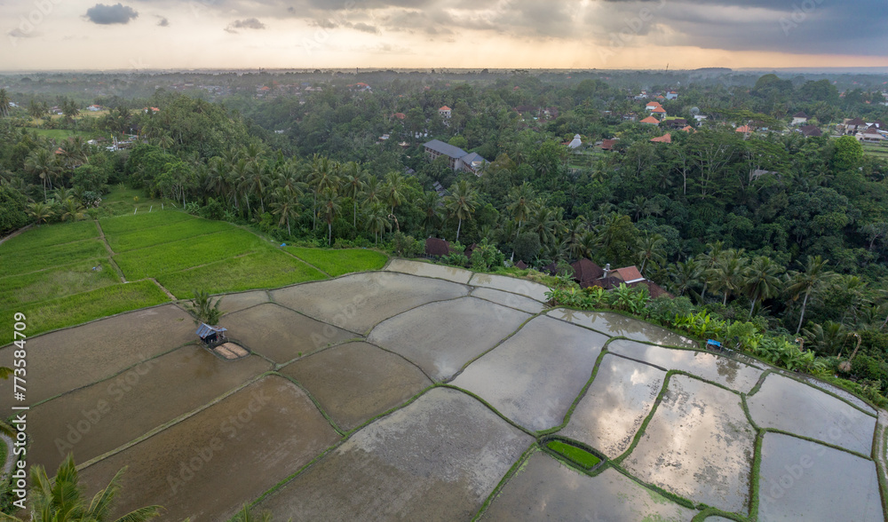 Rice fields and coconut trees. Ubud, Gianyar, Bali, Indonesia. Rice fields and coconut trees. Ubud, Gianyar, Bali, Indonesia.