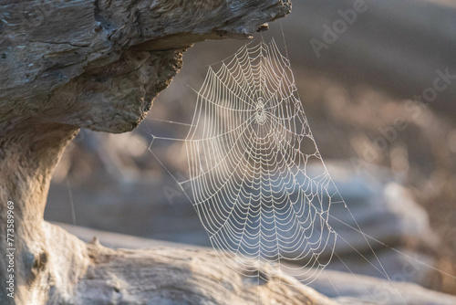 Dew on Spiderweb