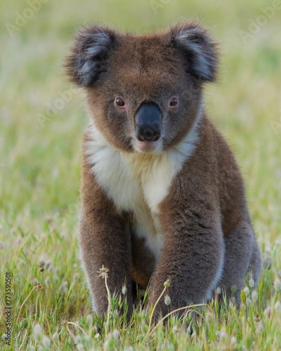 The koala (Phascolarctos cinereus), sometimes called the koala bear, is an arboreal herbivorous marsupial native to Australia. 