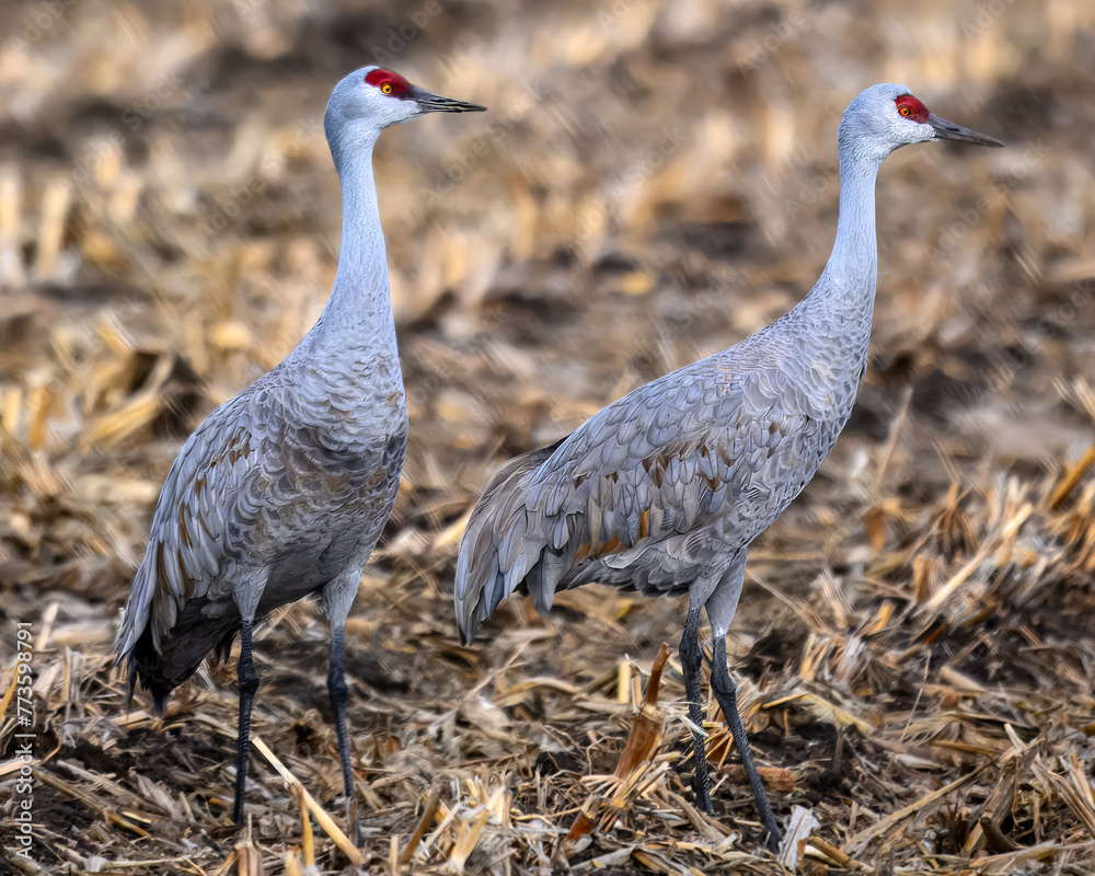 Naklejka premium Sandhill Cranes