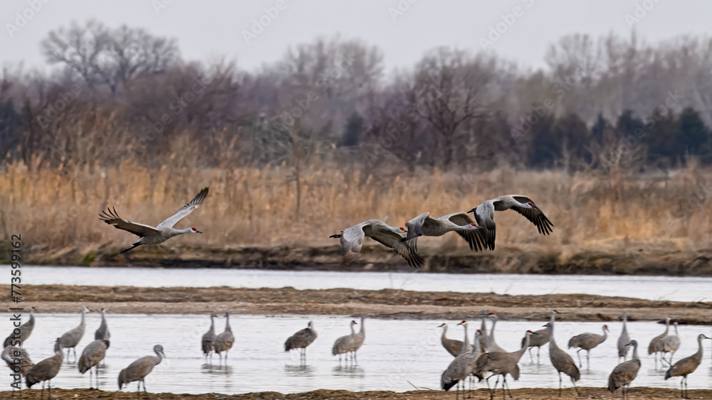 Obraz premium Sandhill Cranes
